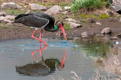 Black Stork - Zwarte Ooievaar - Ciconia nigra