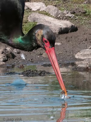 Black Stork - Zwarte Ooievaar - Ciconia nigra