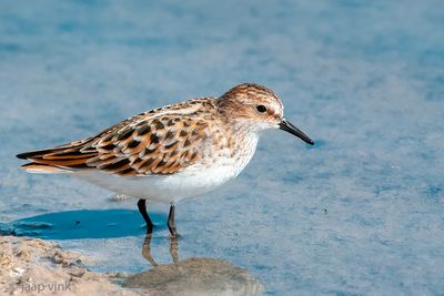 Little Stint - Kleine Strandloper - Calidris minuta