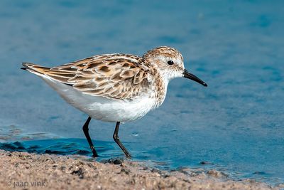 Little Stint - Kleine Strandloper - Calidris minuta