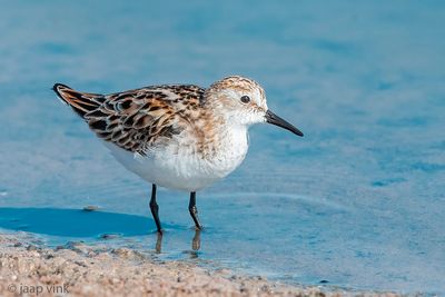 Little Stint - Kleine Strandloper - Calidris minuta