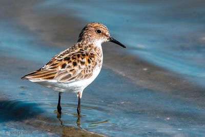 Little Stint - Kleine Strandloper - Calidris minuta