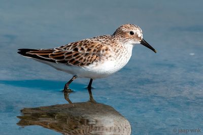 Little Stint - Kleine Strandloper - Calidris minuta