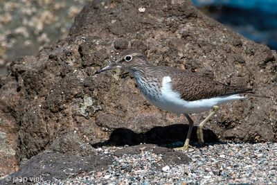 Common Sandpiper - Oeverloper - Actitis hypoleucos