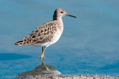 Ruff - Kemphaan - Calidris pugnax