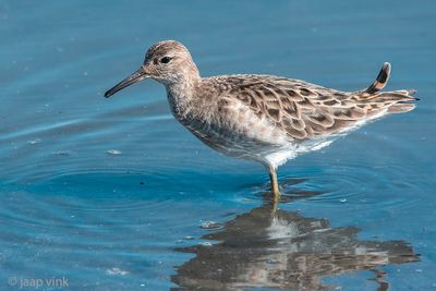 Ruff - Kemphaan - Calidris pugnax