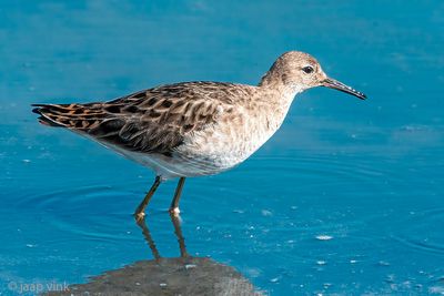 Ruff - Kemphaan - Calidris pugnax