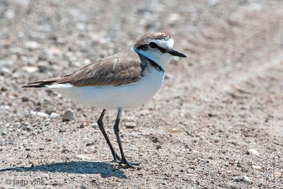 Kentish Plover - Strandplevier - Charadrius alexandrinus