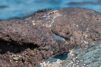 Common Sandpiper - Oeverloper - Actitis hypoleucos