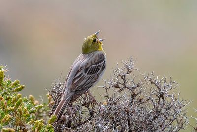 Cinereous Bunting - Smyrnagors - Emberiza cineracea