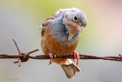 Cretzschmar's Bunting - Bruinkeelortolaan - Emberiza caesia