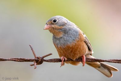 Cretzschmar's Bunting - Bruinkeelortolaan - Emberiza caesia