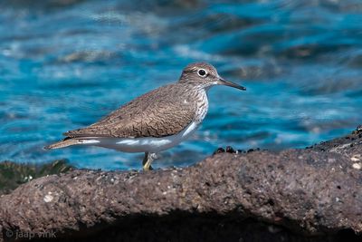 Common Sandpiper - Oeverloper - Actitis hypoleucos