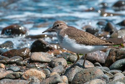 Common Sandpiper - Oeverloper - Actitis hypoleucos