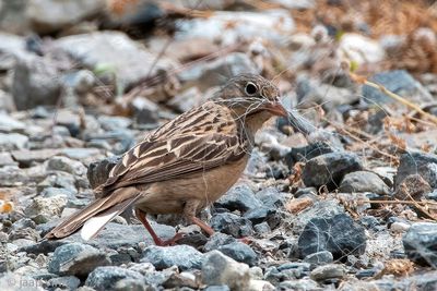 Cretzschmar's Bunting - Bruinkeelortolaan - Emberiza caesia