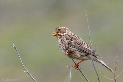 Corn Bunting - Grauwe Gors - Emberiza calandra