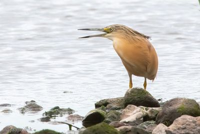 Squacco Heron - Ralreiger - Ardeola ralloides