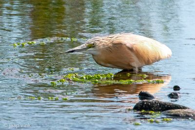 Squacco Heron - Ralreiger - Ardeola ralloides