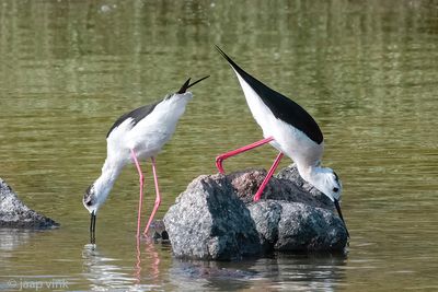 Black-winged Stilt - Steltkluut - Himantopus himantopus