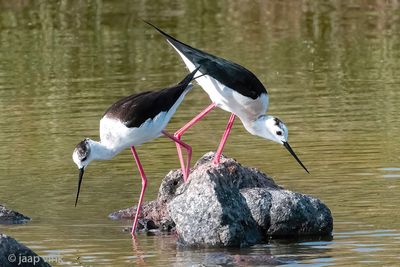 Black-winged Stilt - Steltkluut - Himantopus himantopus