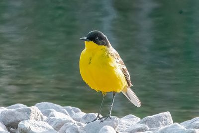 Black-headed (yellow) wagtail - Balkan Gele Kwikstaart - Motacilla (flava) feldegg