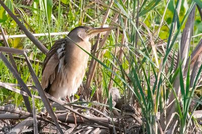 Little Bittern - Woudaap - Ixobrychus minutus