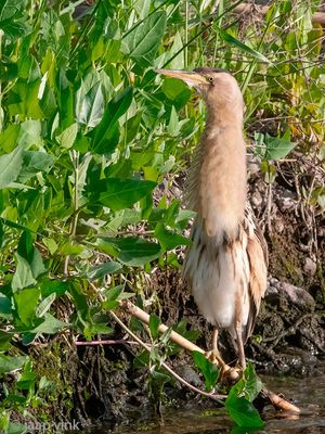 Little Bittern - Woudaap - Ixobrychus minutus
