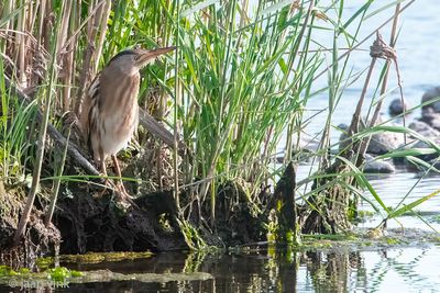 Little Bittern - Woudaap - Ixobrychus minutus