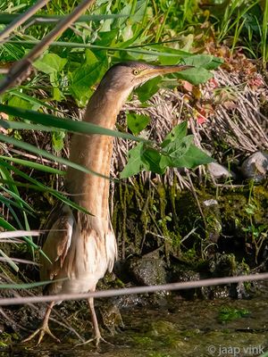 Little Bittern - Woudaap - Ixobrychus minutus