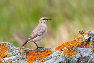 Isabelline Wheatear - Izabeltapuit - Oenanthe isabellina