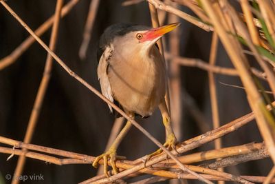 Little Bittern - Woudaap - Ixobrychus minutus