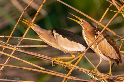 Little Bittern - Woudaap - Ixobrychus minutus