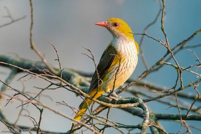 Eurasian Golden Oriole - Wielewaal - Oriolus oriolus