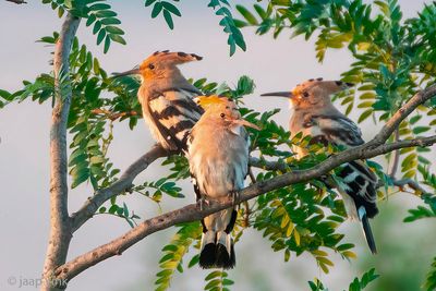 Eurasian Hoopoe - Hop - Upupa epops