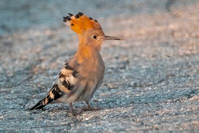 Eurasian Hoopoe - Hop - Upupa epops