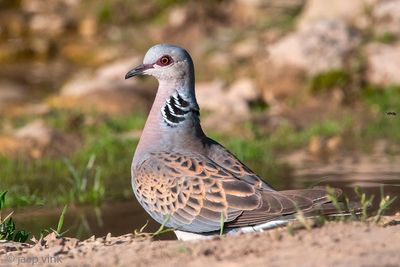 European Turtle Dove - Zomertortel - Streptopelia turtur