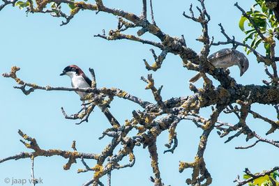 Woodchat Shrike - Roodkopklauwier - Lanius senator