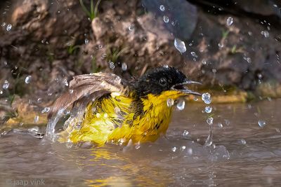 Black-headed (yellow) wagtail - Balkan Gele Kwikstaart - Motacilla (flava) feldegg