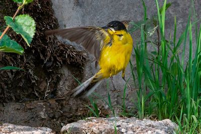 Black-headed (yellow) wagtail - Balkan Gele Kwikstaart - Motacilla (flava) feldegg