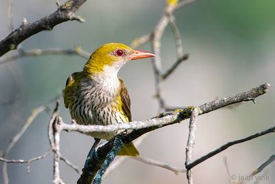 Eurasian Golden Oriole - Wielewaal - Oriolus oriolus