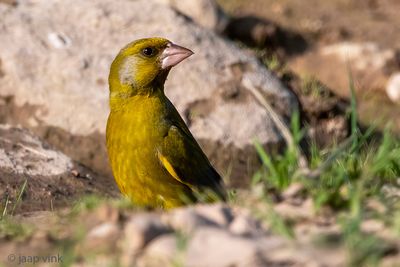 European Greenfinch - Groenling - Chloris chloris