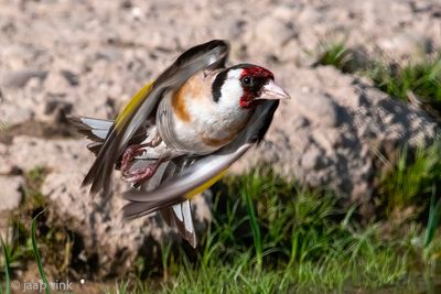 European Goldfinch - Putter - Carduelis carduelis