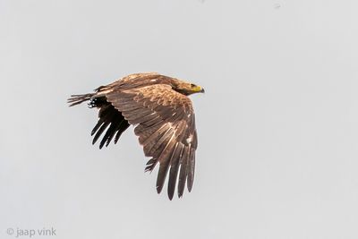 Lesser Spotted Eagle - Schreeuwend - Clanga pomarina
