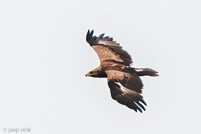 Lesser Spotted Eagle - Schreeuwend - Clanga pomarina