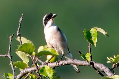 Lesser Grey Shrike - Kleine Klapekster - Lanius minor