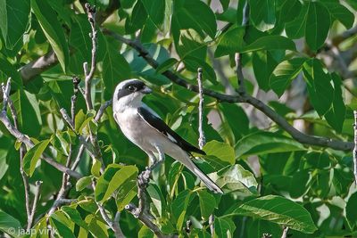 Lesser Grey Shrike - Kleine Klapekster - Lanius minor