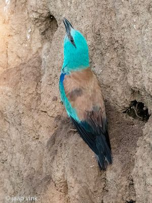 European Roller - Scharrelaar - Coracias garrulus