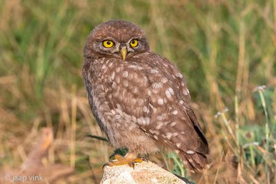 Little Owl -  Steenuil - Athene noctua