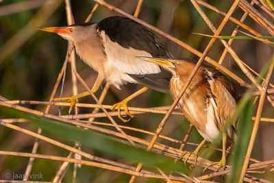 Little Bittern - Woudaap - Ixobrychus minutus