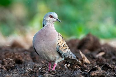 European Turtle Dove - Zomertortel - Streptopelia turtur